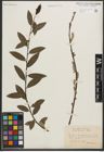 Foto von Salix phylicifolia L.